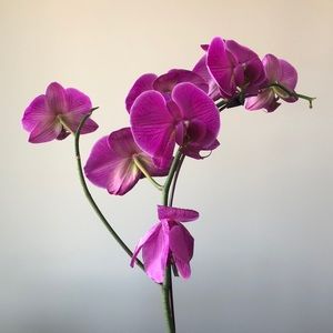 Meet your Posher, Jolene